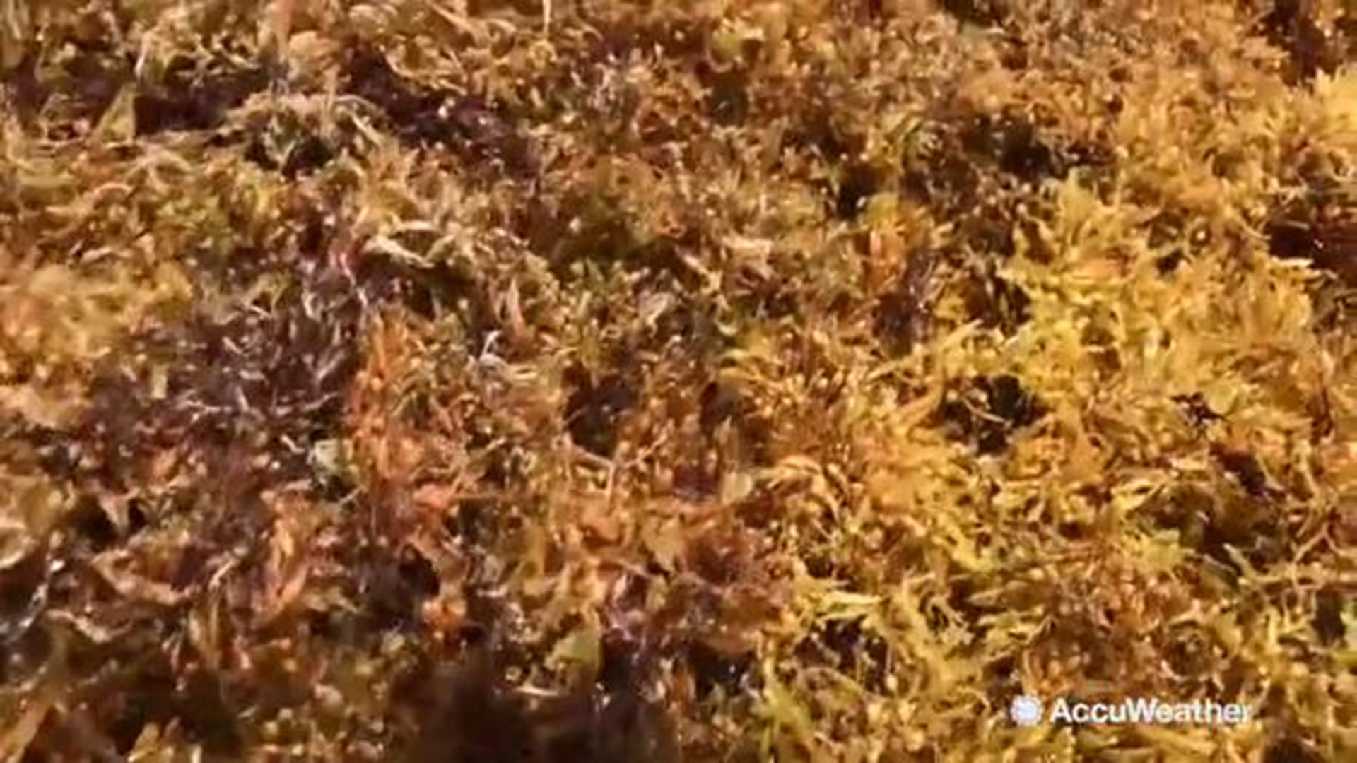  Tourists in Cancun aren't very happy to see the white sand beaches covered in seaweed due to what might be the largest bloom of sargassum ever. 