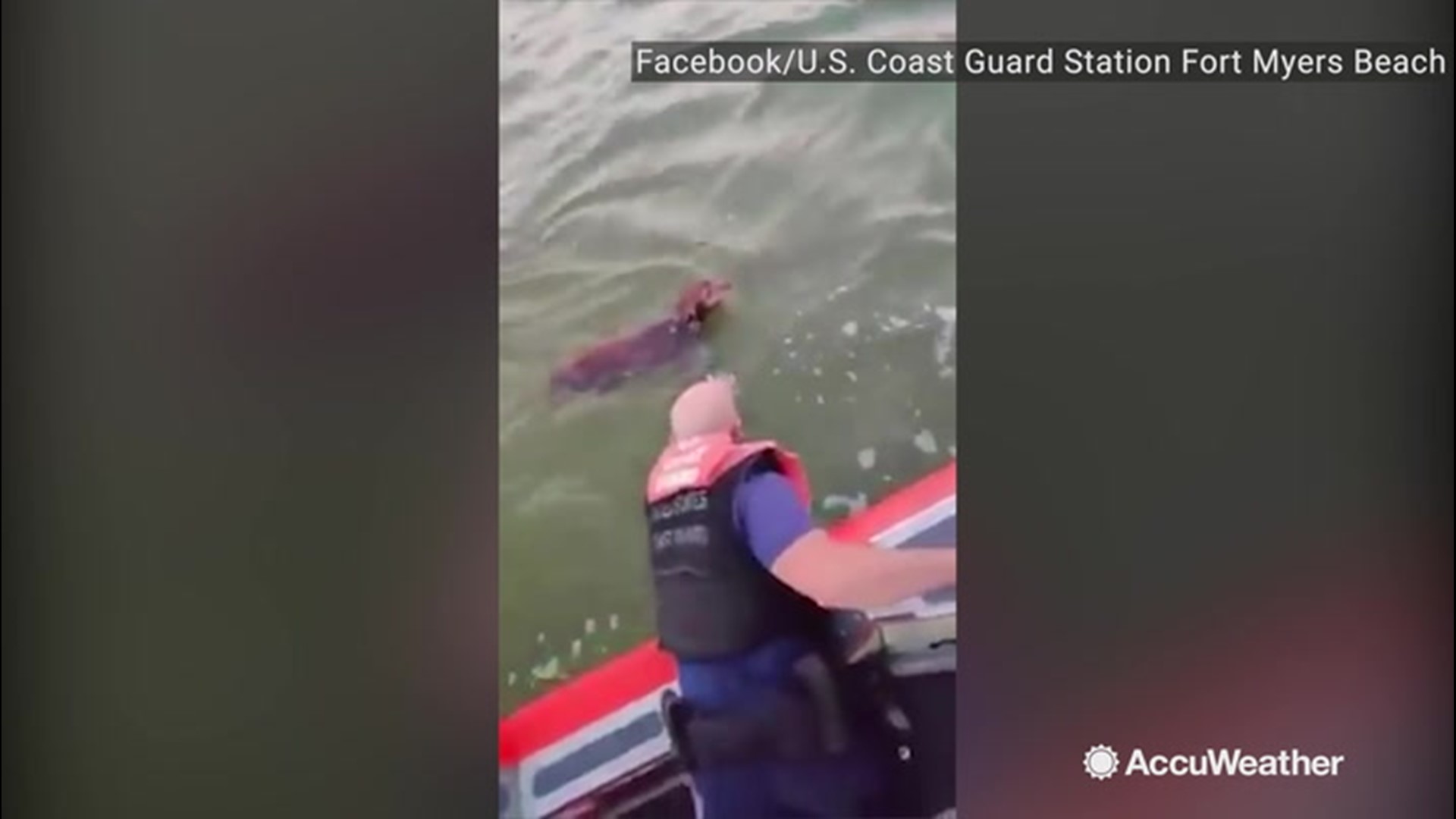 A few members of the U.S. Coast Guard found a dog paddling off the coast of Bowditch Point in Fort Myers Beach, Florida, and pulled him to safety on Dec. 4.