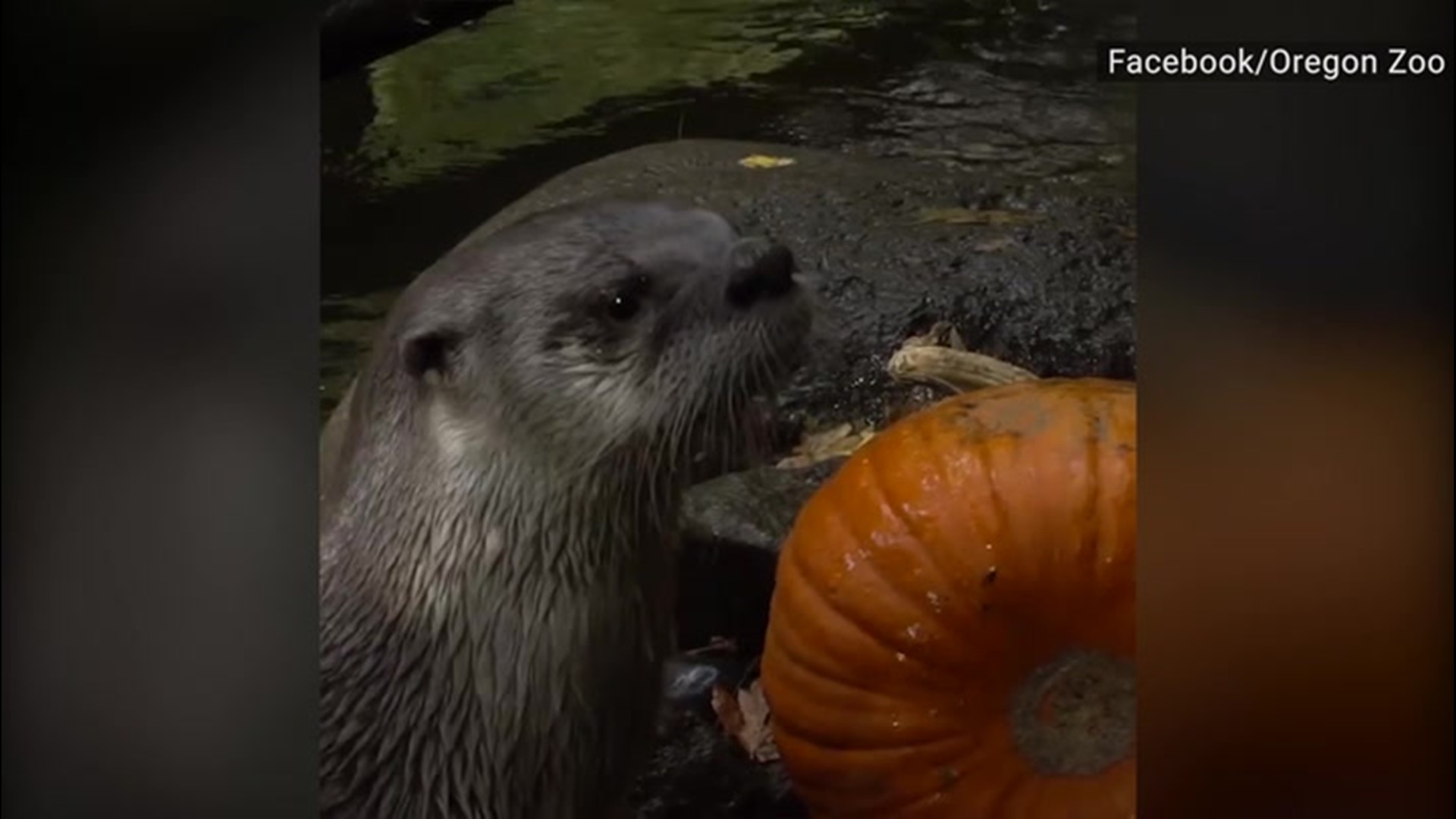 Animals at the Oregon Zoo in Portland enjoyed some time with pumpkins and jack-o'-lanterns on Oct. 2.