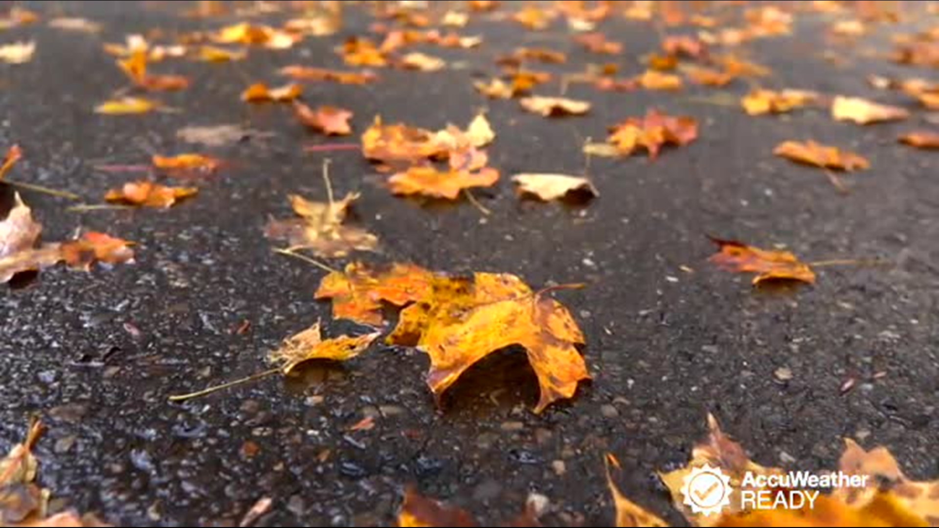 How to drive on wet leaves