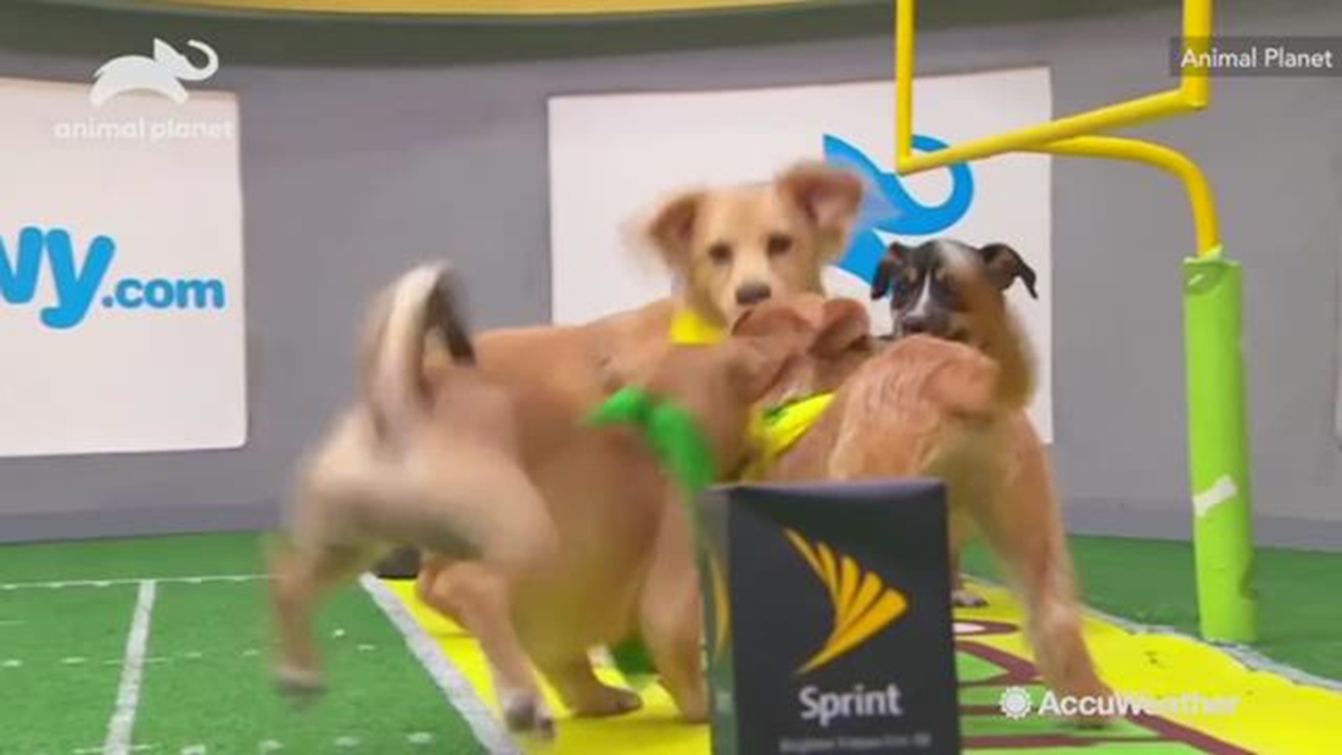 The big game is just around the corner and that means our furry friends are taking to the field for their big game, the Puppy Bowl.