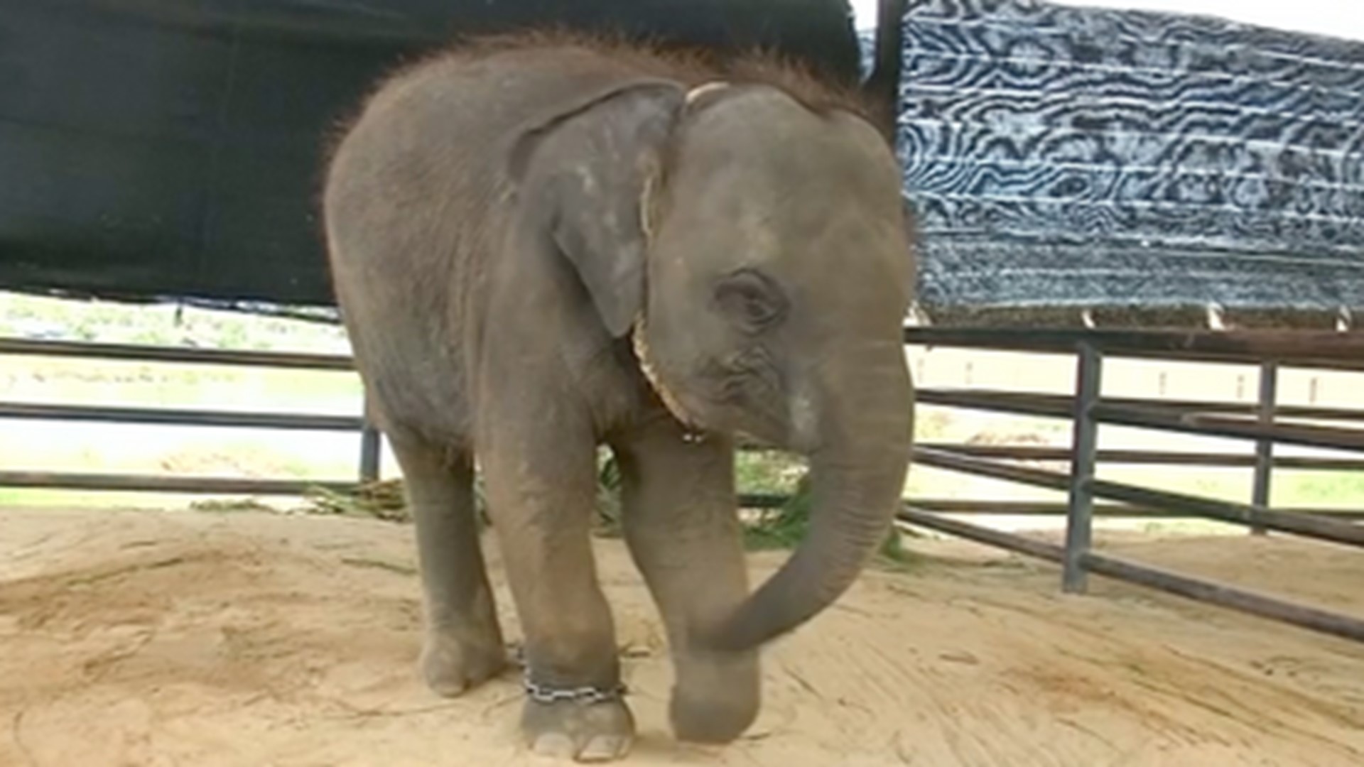 A New Home For an Adorable Crippled Thai Elephant