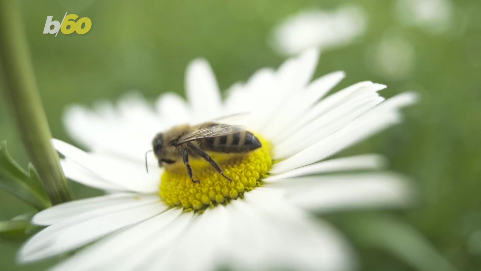 Texas city on list of worst U.S. cities for Spring allergies | kvue.com