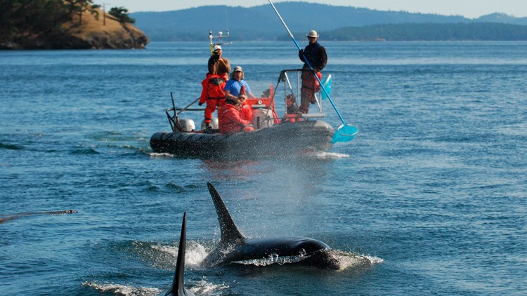 Why are blue whales endangered image