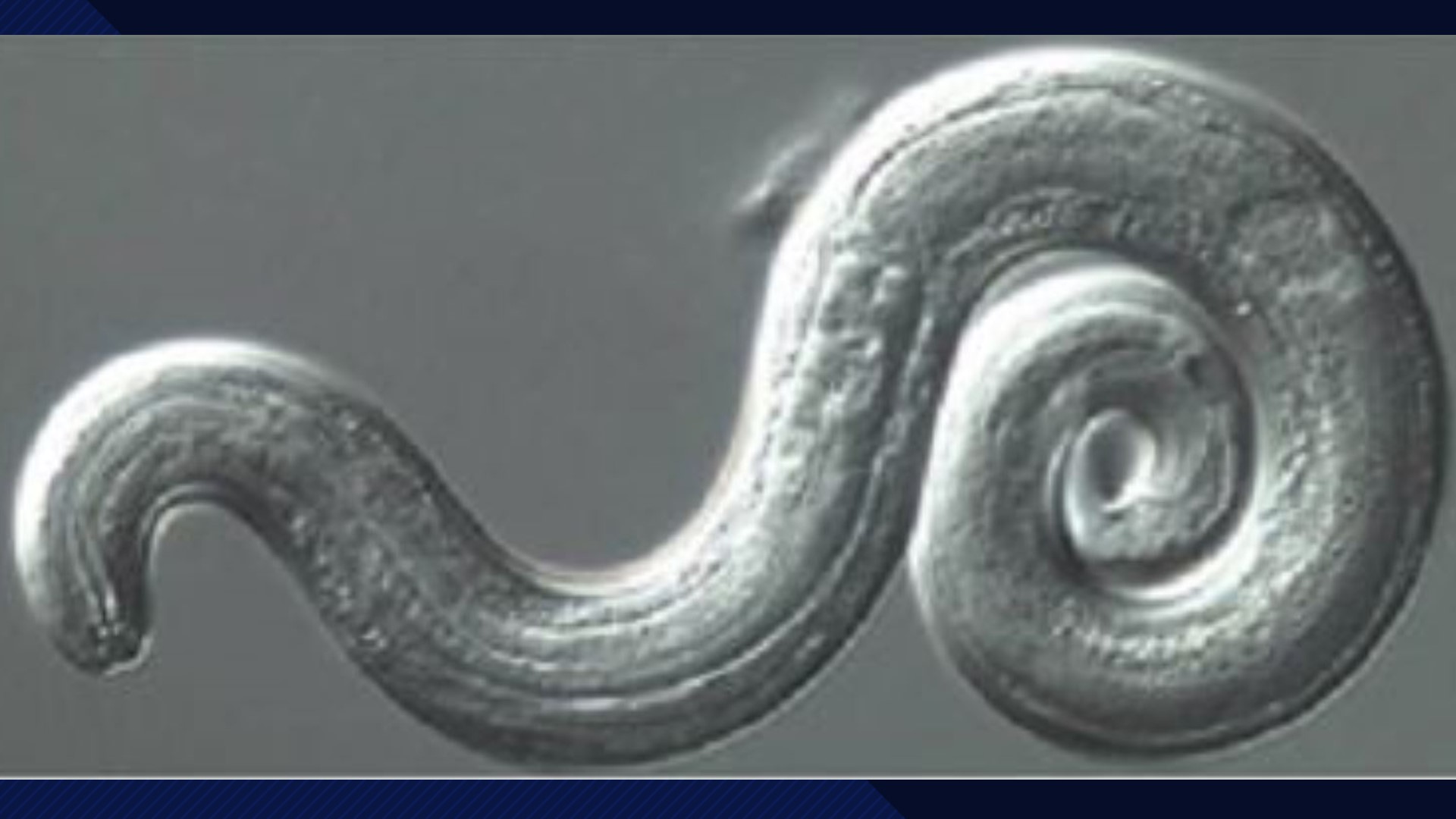 Rat lungworm disease confirmed in 3 more Hawaii visitors | kvue.com