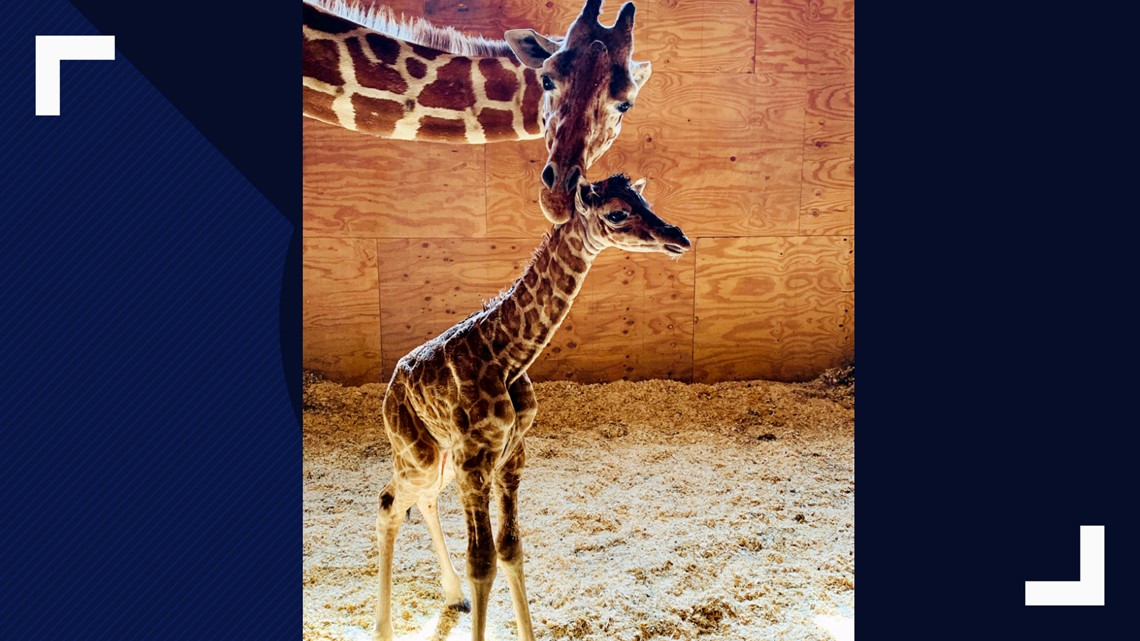 No more babies: April the Giraffe is going on birth control 