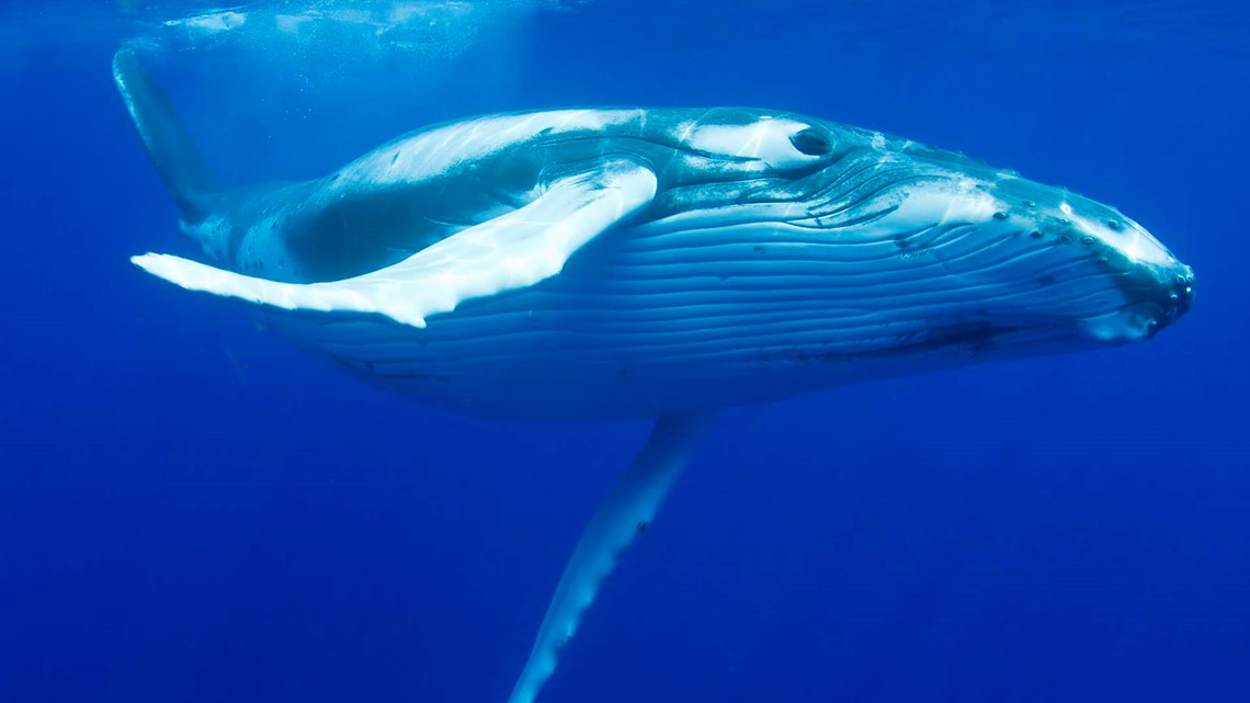 ○弓 Brazilwood Imitated Whale 4/4 ○弓 Brazilwood Imitated