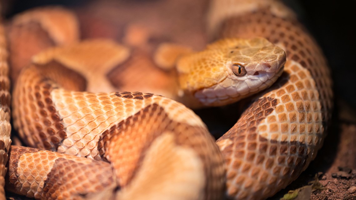 Types of venomous snakes found in Texas | kvue.com