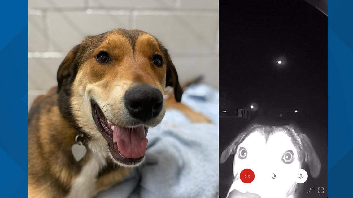 Lost rescue dog returns to Texas shelter, rings doorbell | kvue.com