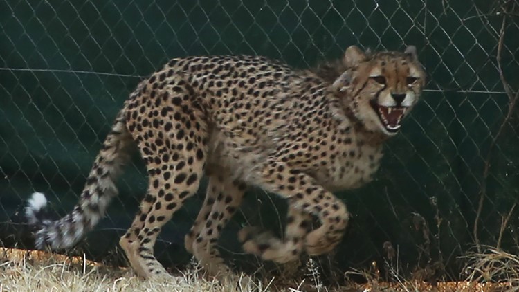 Cheetahs return to India in controversial reintroduction plan