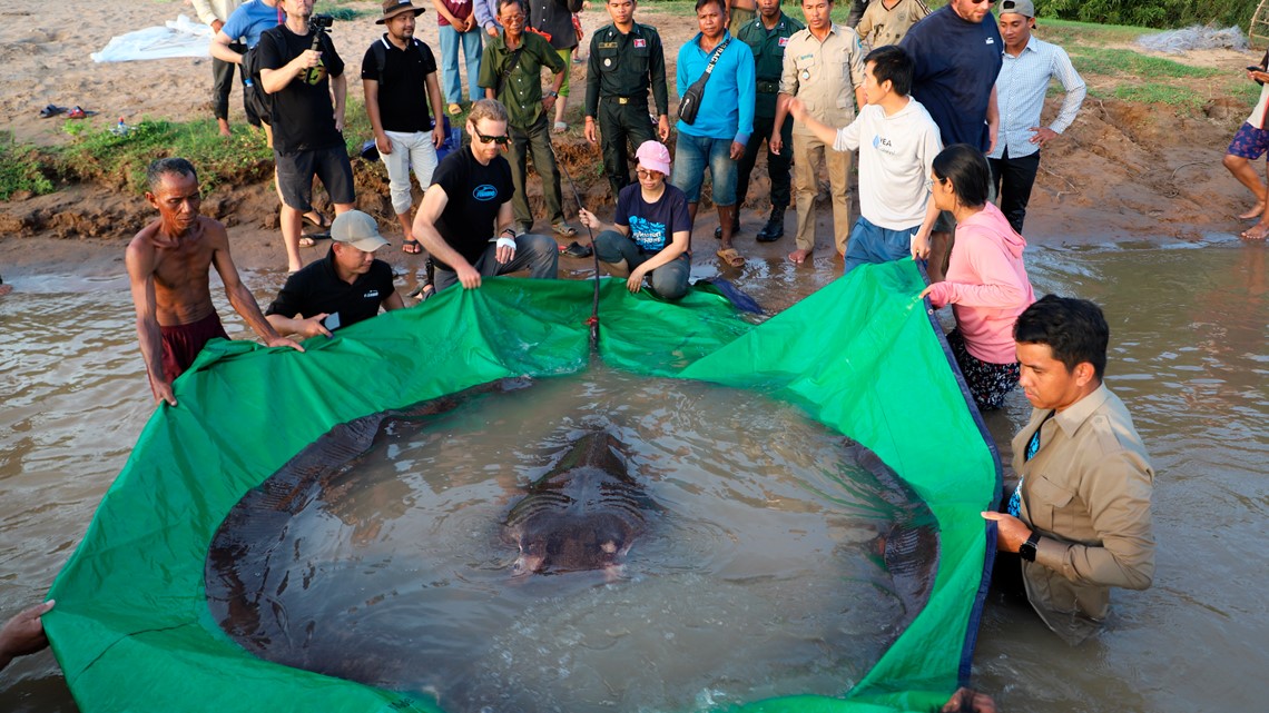 Fisherman lands world's largest freshwater fish | kvue.com