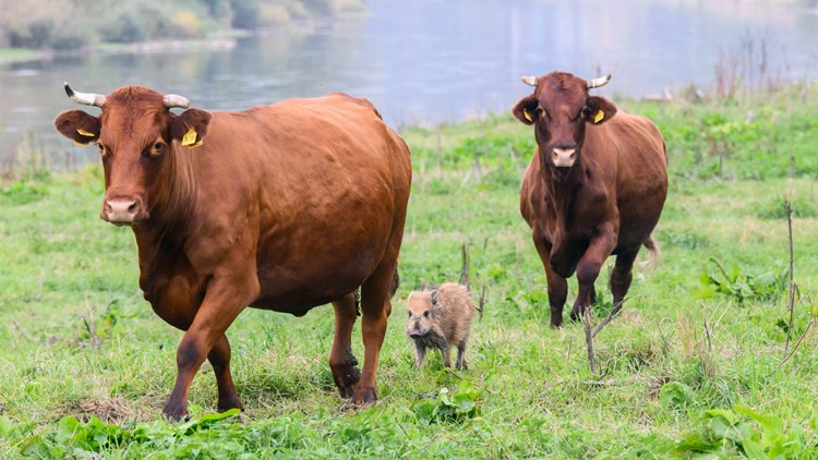 Wild boar piglet adopted by cow herd in Germany