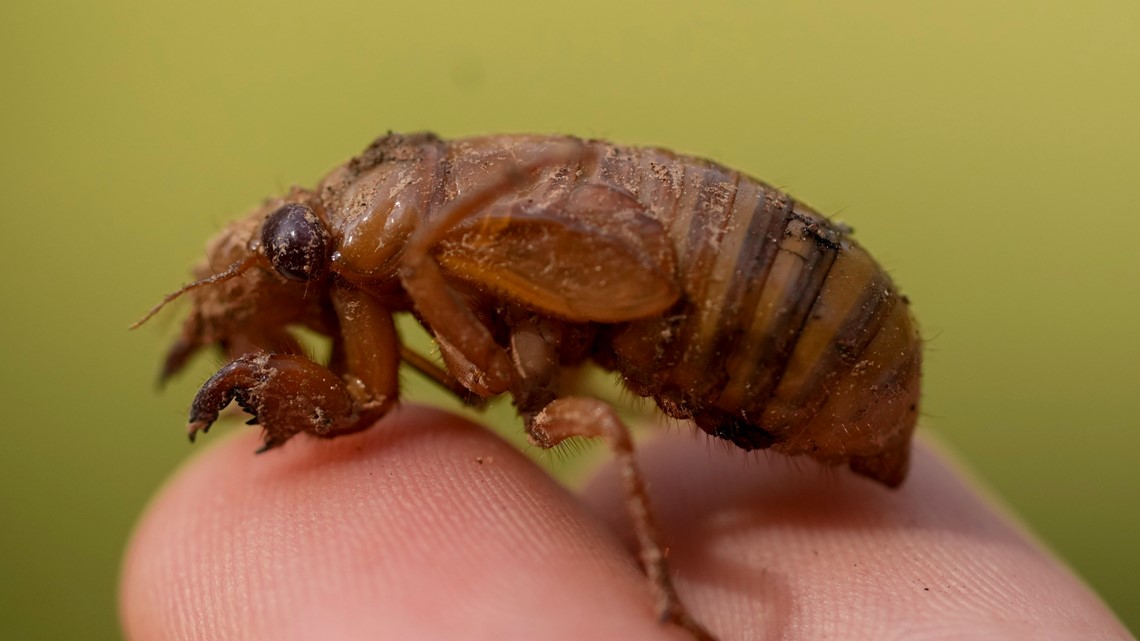 Cicada invasion: Trillions of cicadas will swarm US this spring