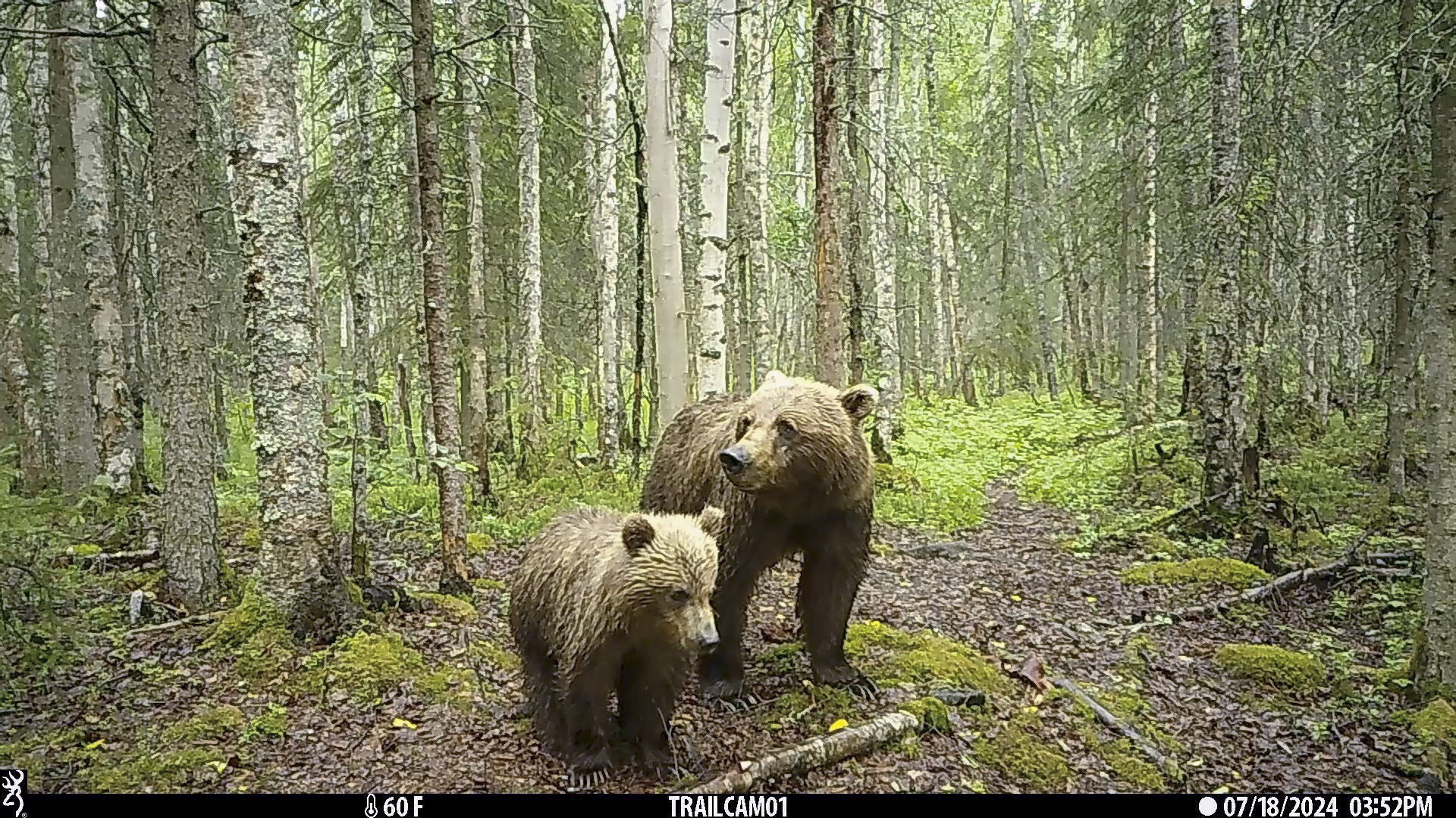 Not far from a populated neighborhood in Anchorage, a network of trail cameras capture a myriad of wildlife.