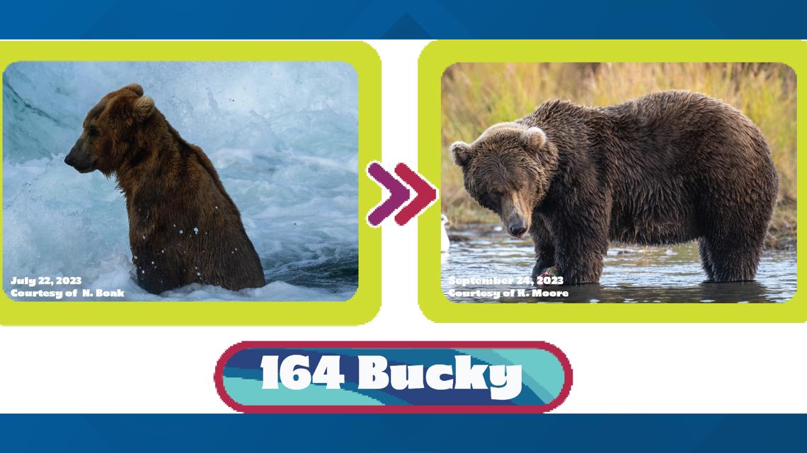 Fat Bear Week 2023 - Katmai National Park & Preserve (U.S. National Park  Service)