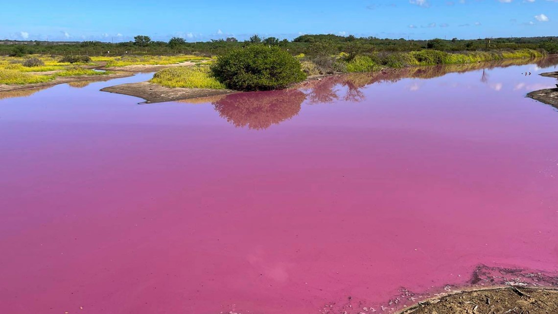 Pond in Hawaii mysteriously turns pink | kvue.com