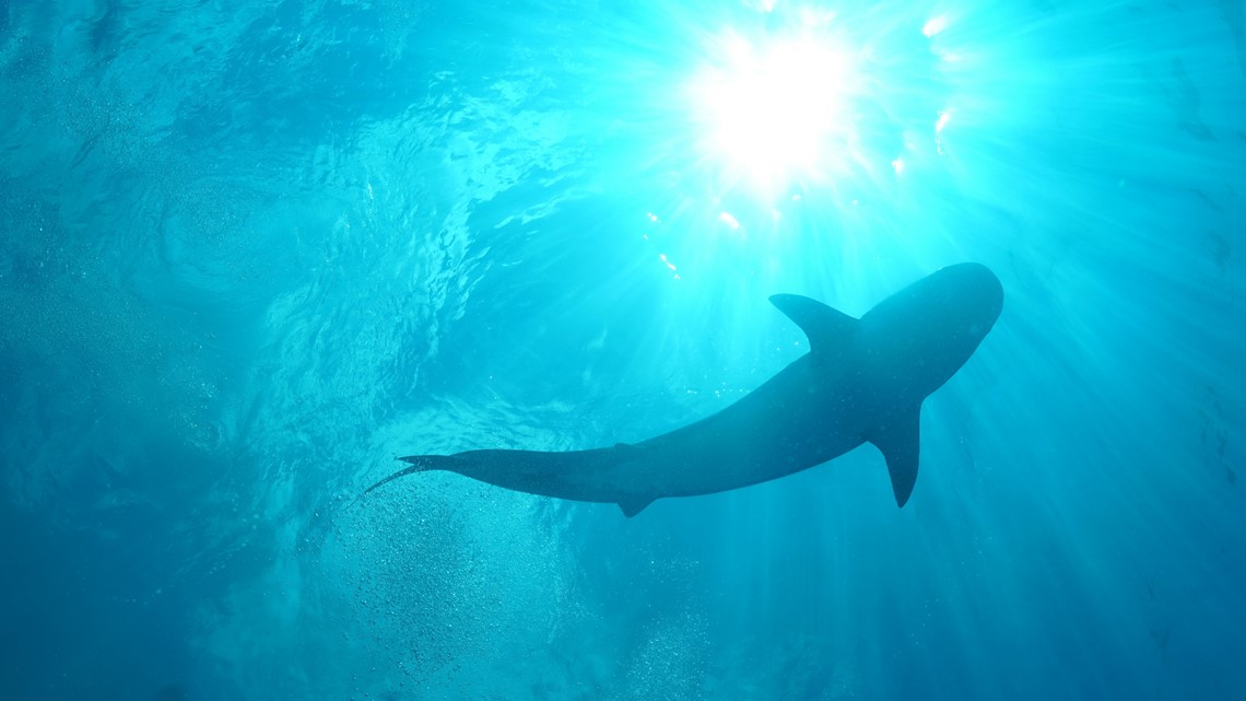 Russian man killed in shark attack in Egypt - Vimarsana News