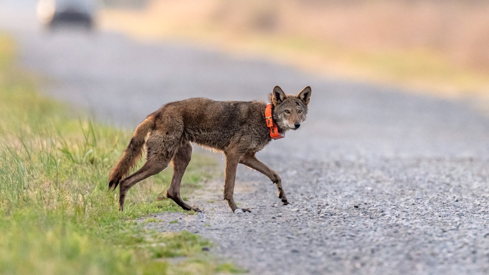 In 25 years, the red wolf went from being declared extinct in the wild to becoming hailed as an Endangered Species Act success story. Now it's under threat again.