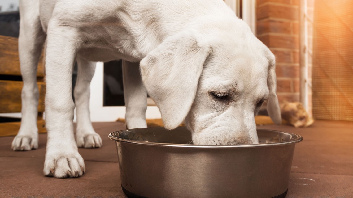 Dog foods with too much vitamin d best sale