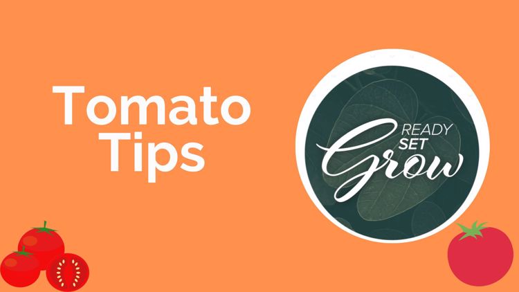 Ready, Set, Grow | Tomato Tips