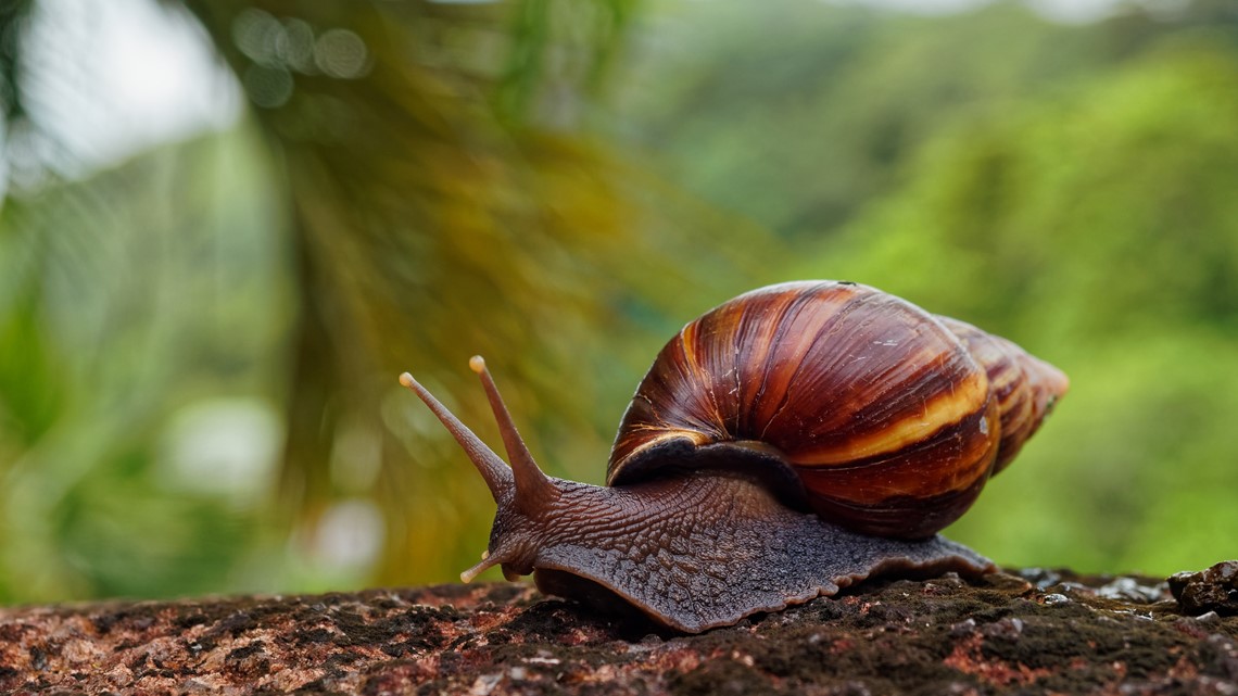 Giant African land snails found at Detroit Metro Airport - Vimarsana News