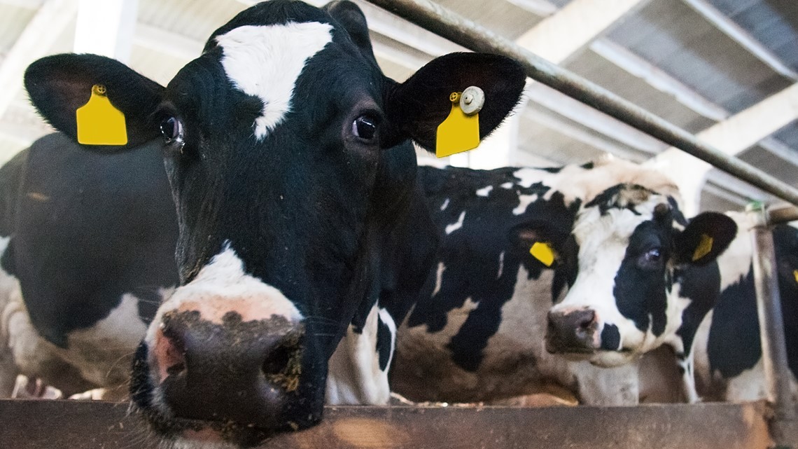 Ex-workers charged with animal cruelty at Indiana dairy farm 