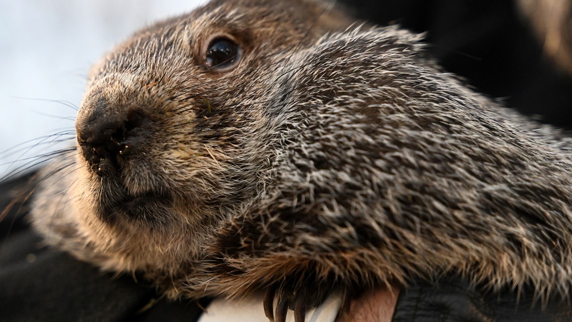 When is groundhog day? | kvue.com - Vimarsana News