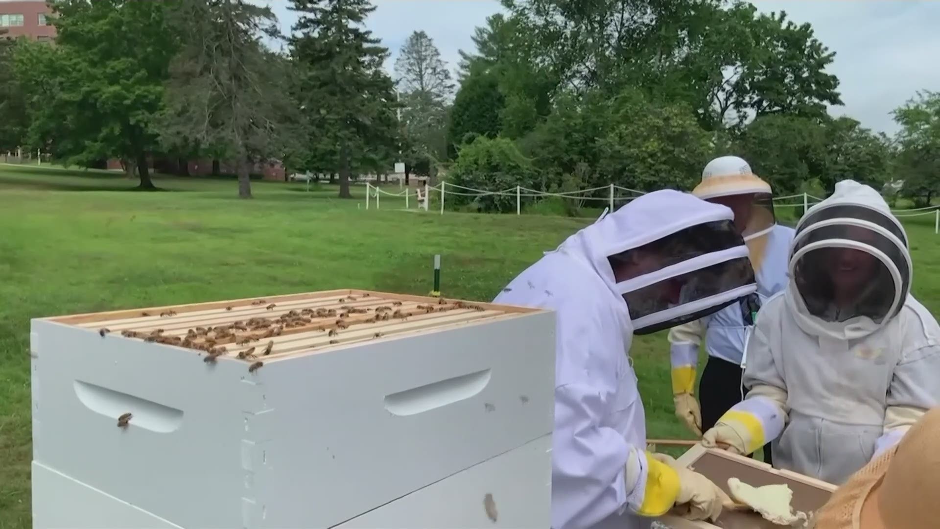 A small but growing number of veterans around the country are turning to beekeeping as a potential treatment for mental health conditions such as anxiety and PTSD.