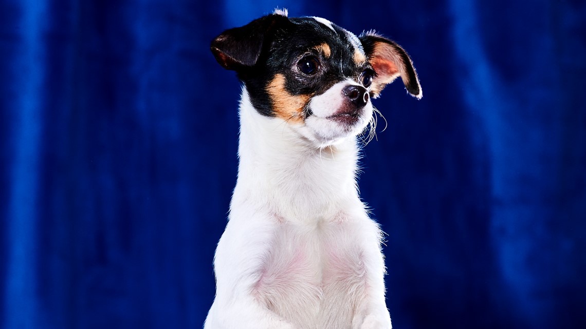 Puppy Bowl 2023 lineup: Meet the adoptable dogs in the game