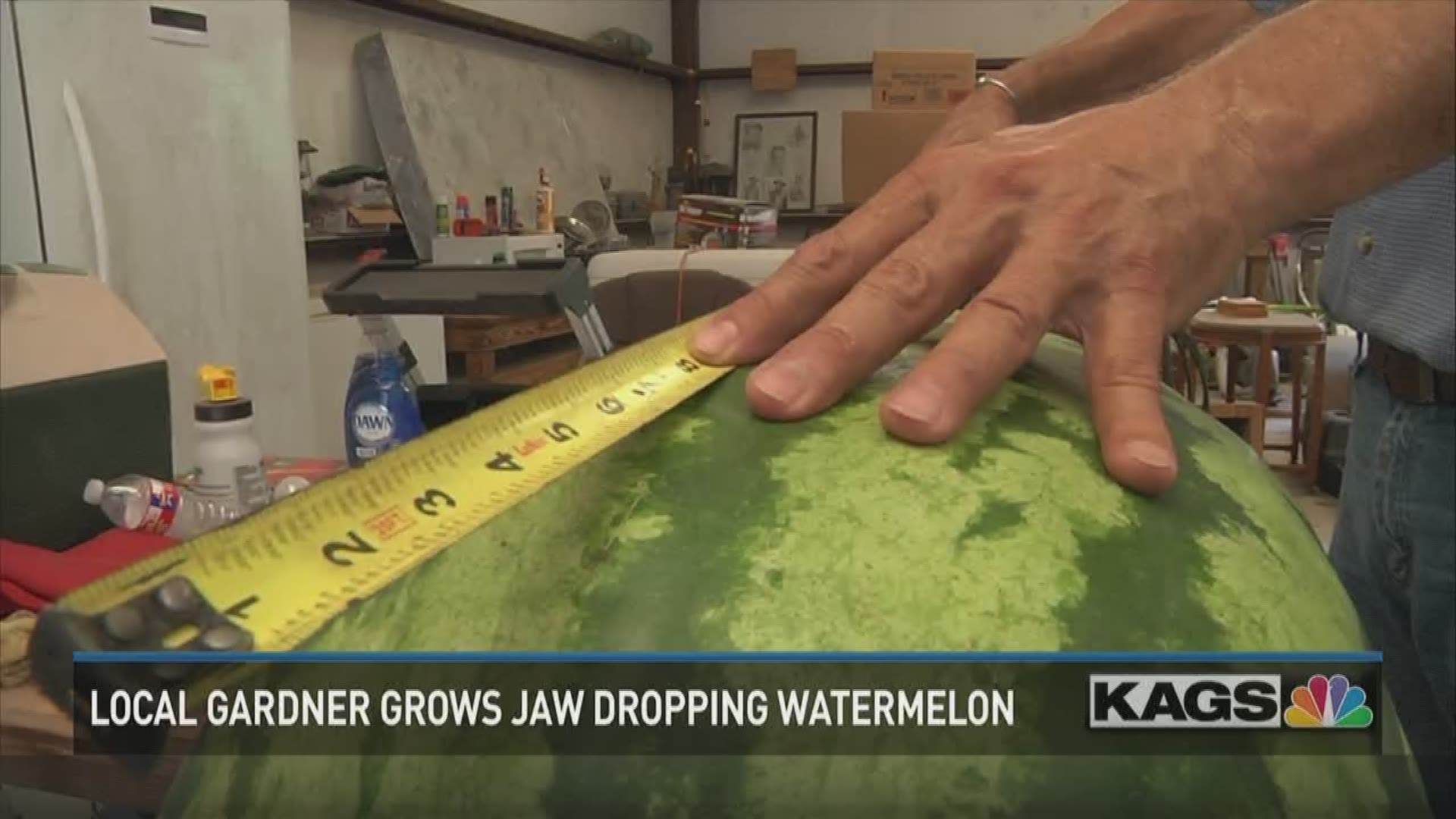 Local gardener Donnie Hughes grew a 130 pound  watermelon.