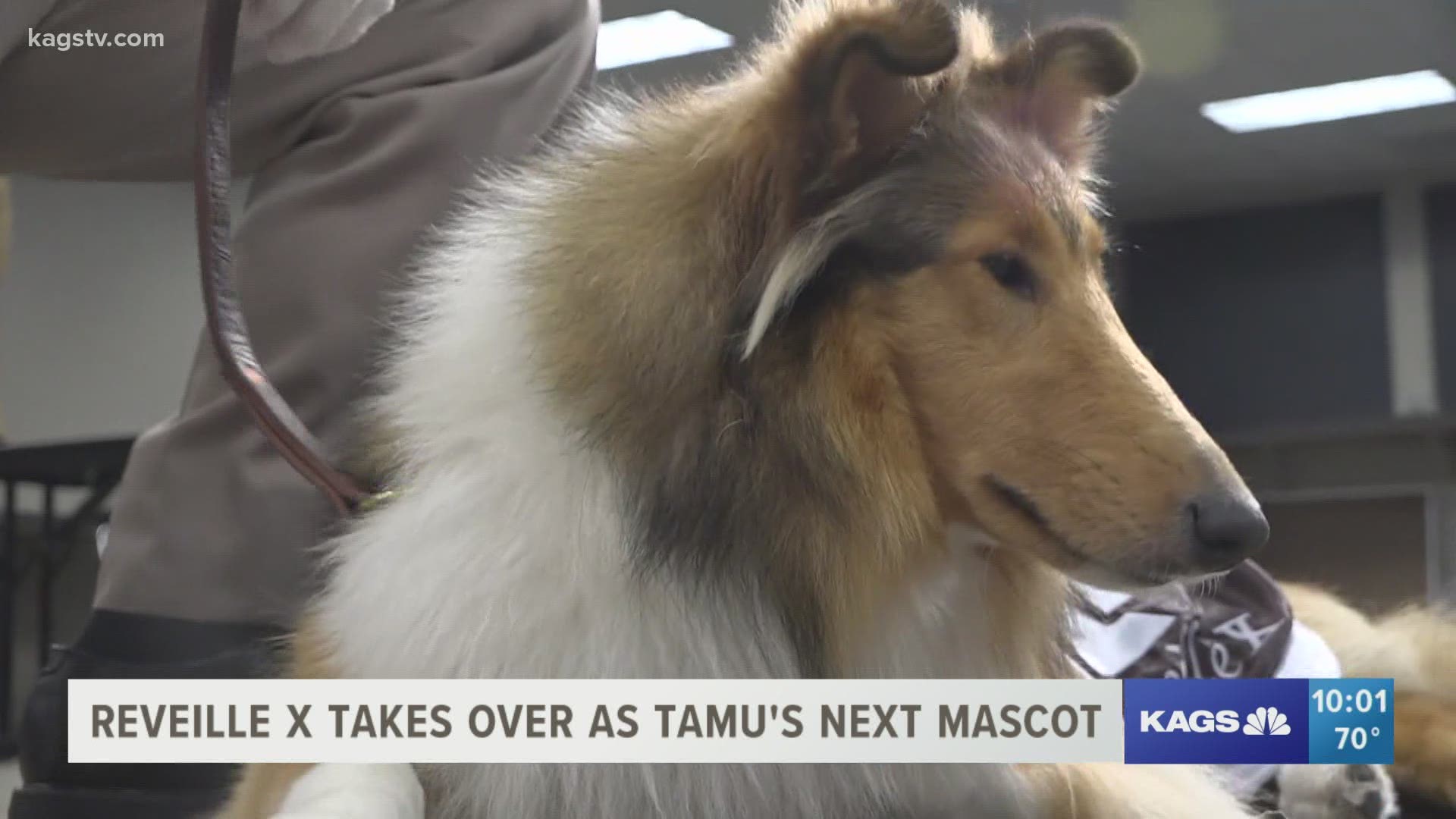 Reveille X has officially been ushered into a new era as Texas A&M university's next mascot.
