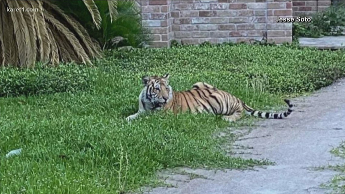 Houston tiger Texas laws on dangerous animals