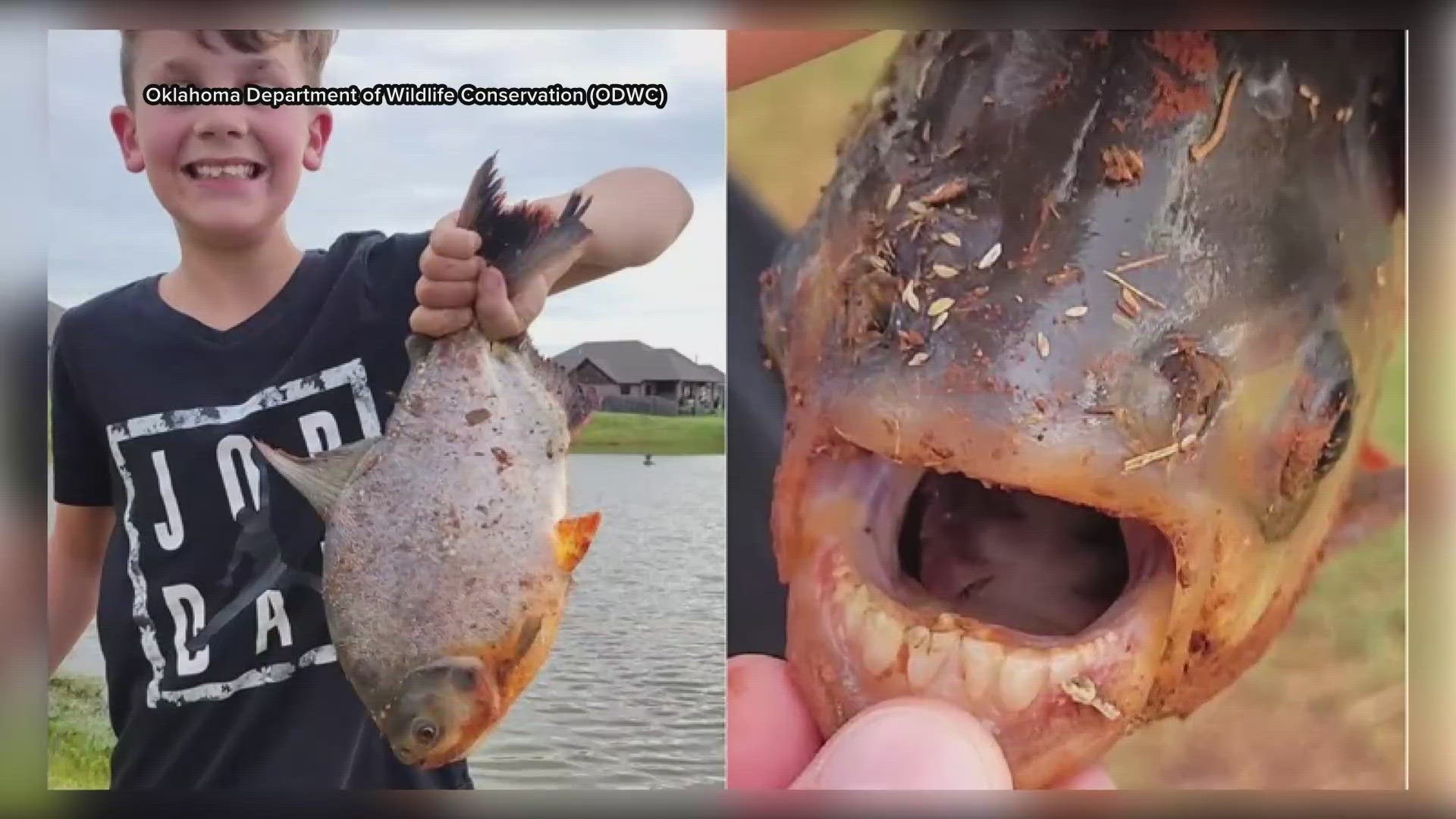 The Department of Wildlife Conservation says it's a Pacu fish.