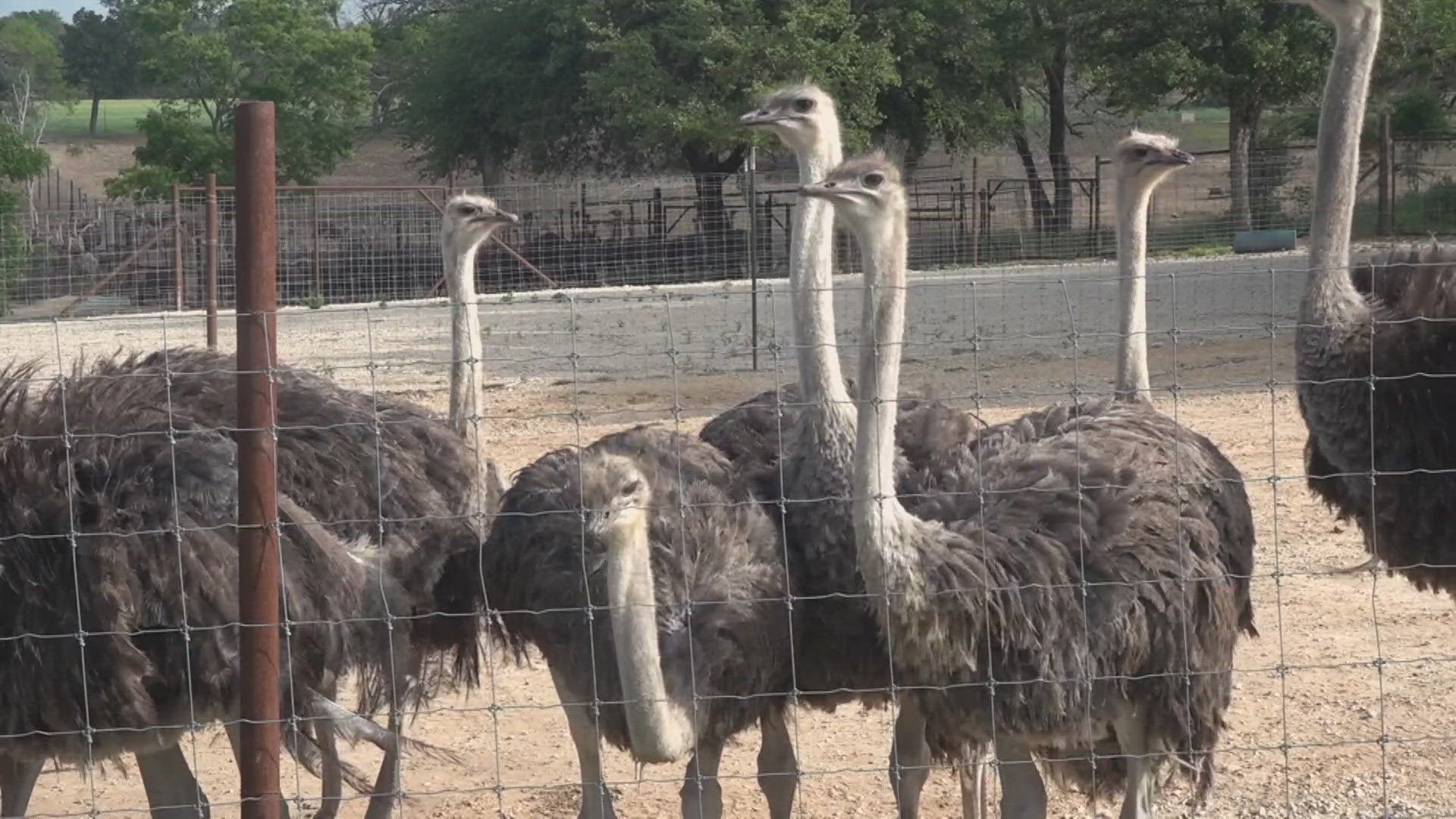 Reg Lindberg said the 204 ostriches were due to be processed for their meat when the floods hit early Sunday morning.
