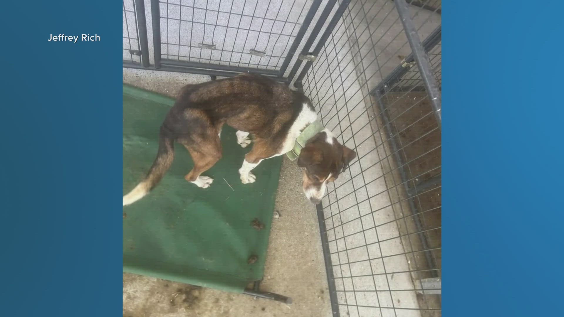 The graphic videos and images show dogs at the animal shelter appearing malnourished and living amongst their own feces.