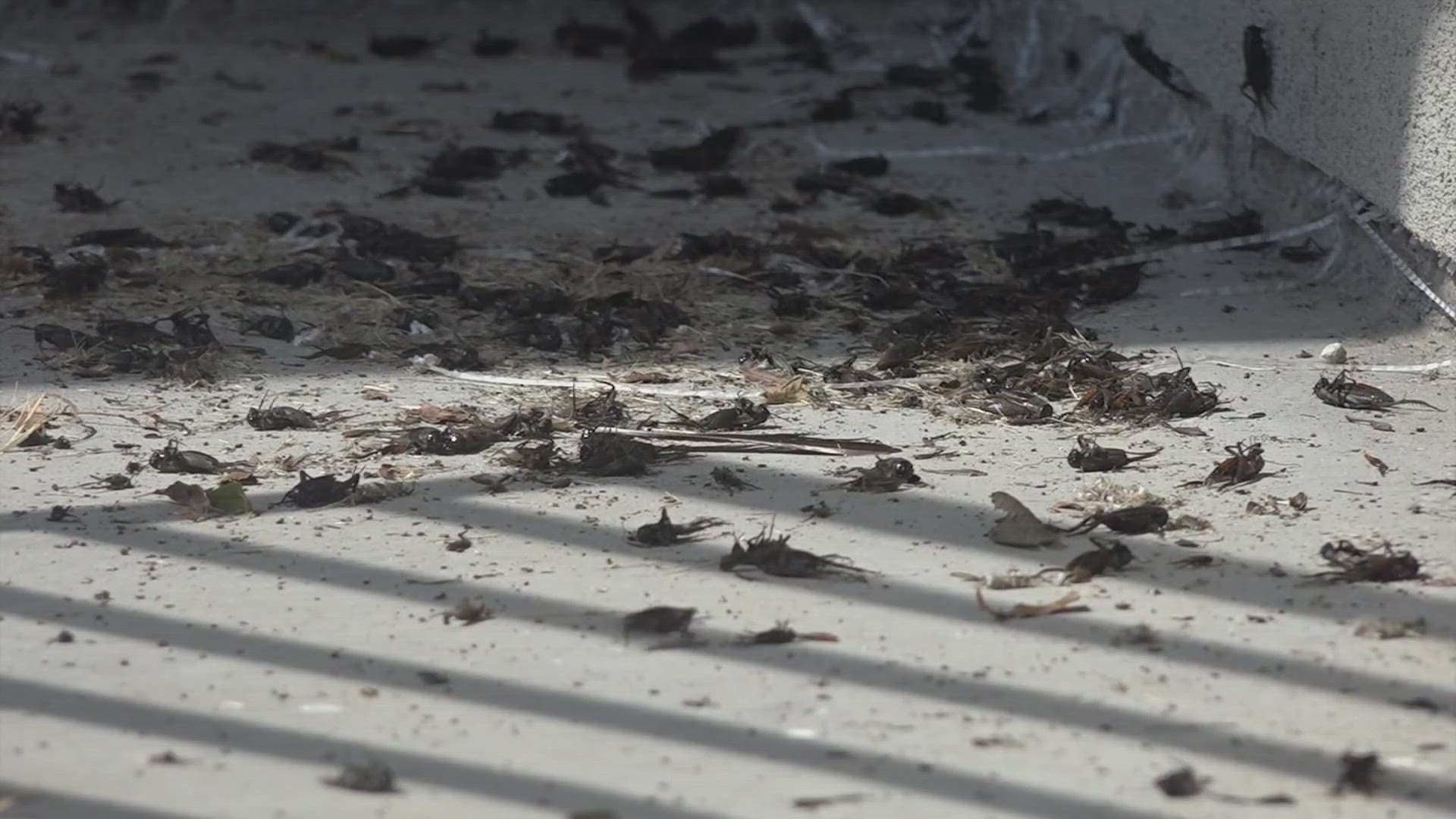 Hear what's causing these crickets to gather in and outside of buildings.