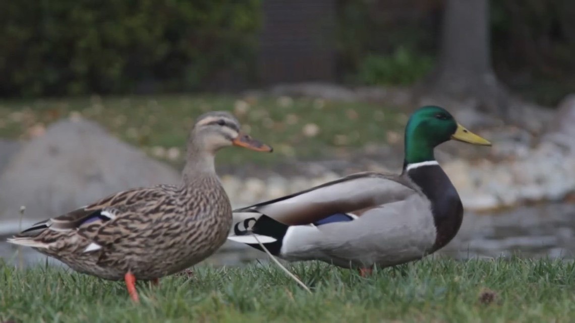 Verify Yes, feeding ducks bread can be harmful to their health