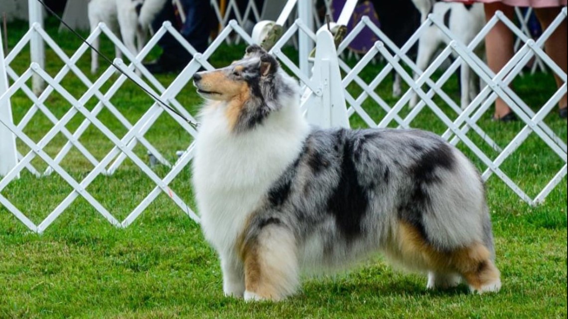 Collie from Boerne wins at Westminster Kennel Club Dog Show