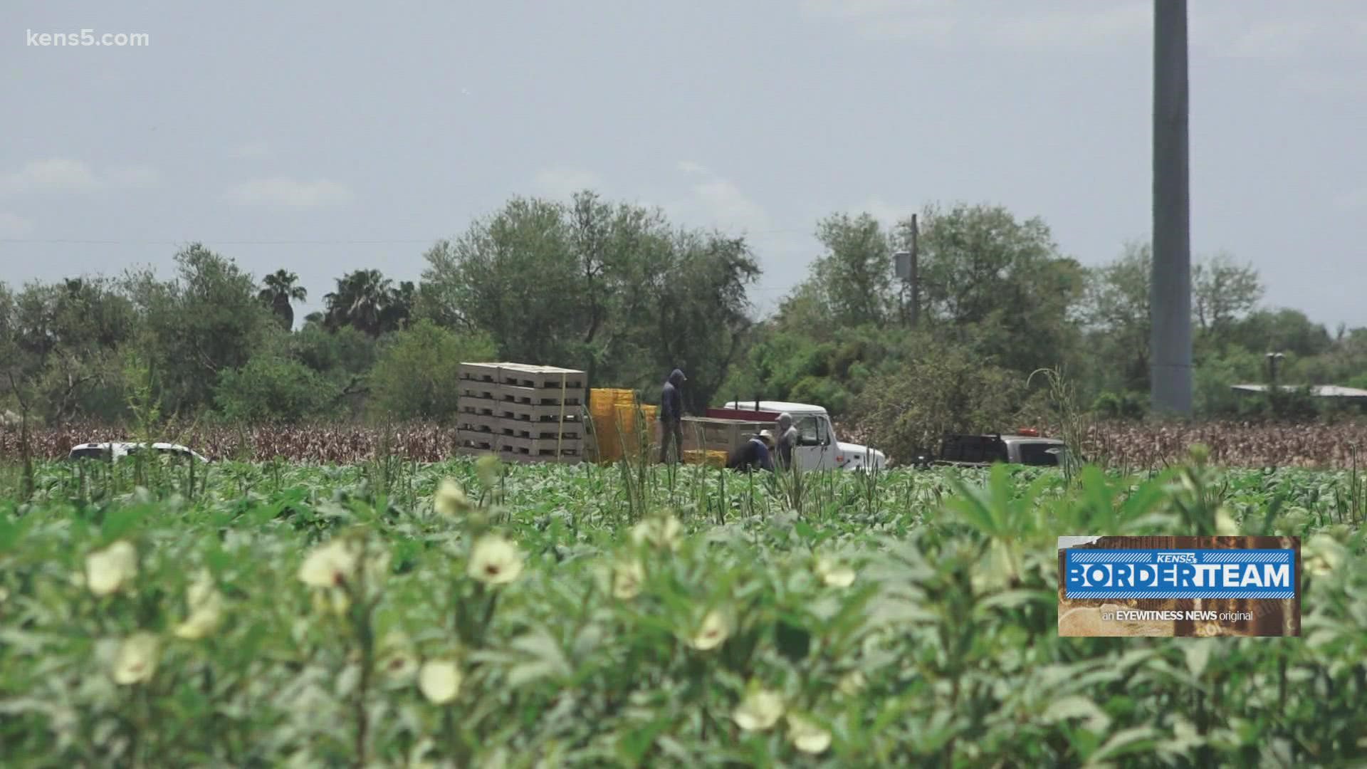 You may not think about this cruising your grocery store, but someone has to pick the food we eat. Often undocumented, there aren't enough workers to go around.