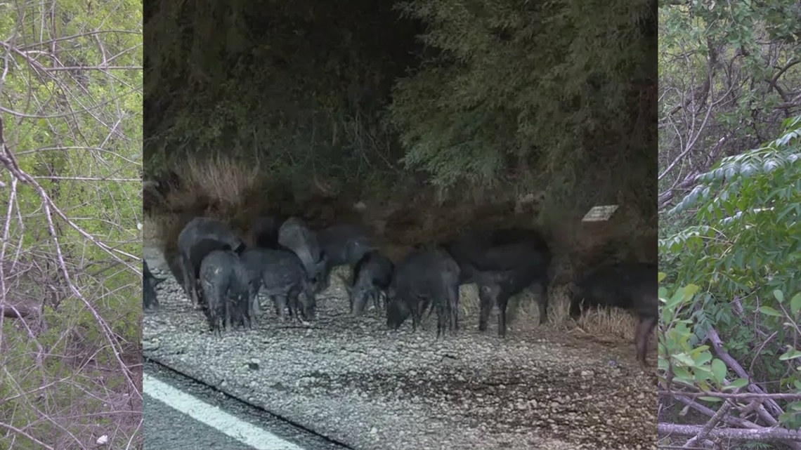 New San Antonio subdivision residents surprised by wild neighbors