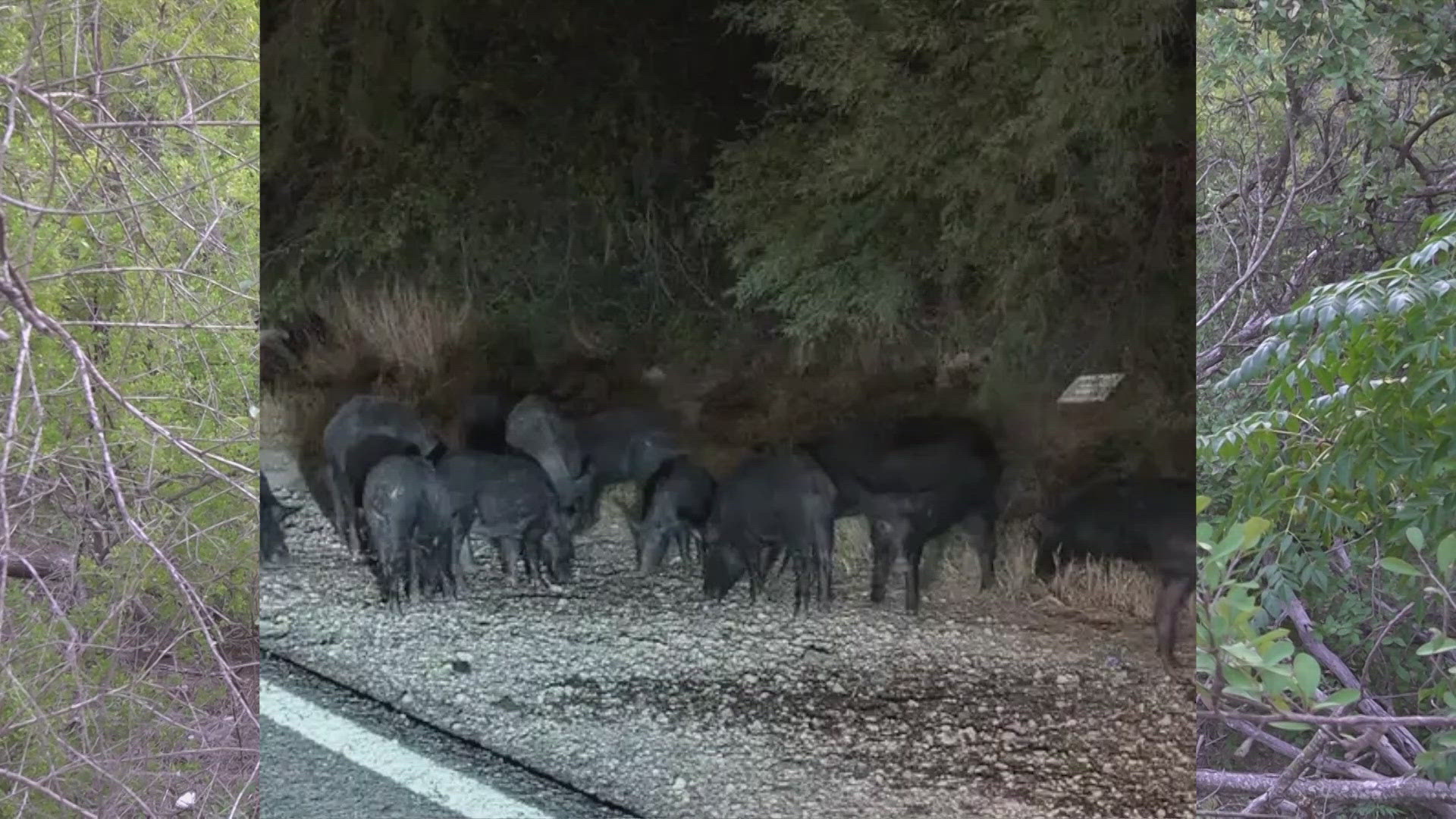 The feral hogs were seen in new San Antonio subdivision near the Salado Creek.