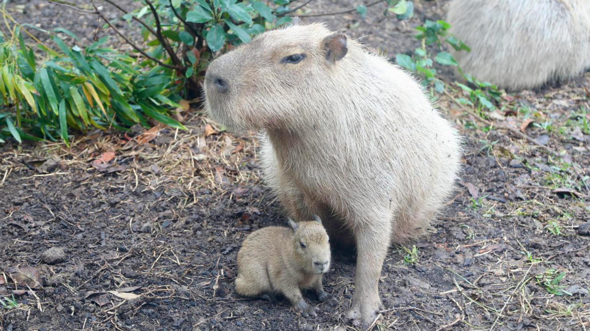 Get up close and personal with capybaras in San Antonio Zoo's new