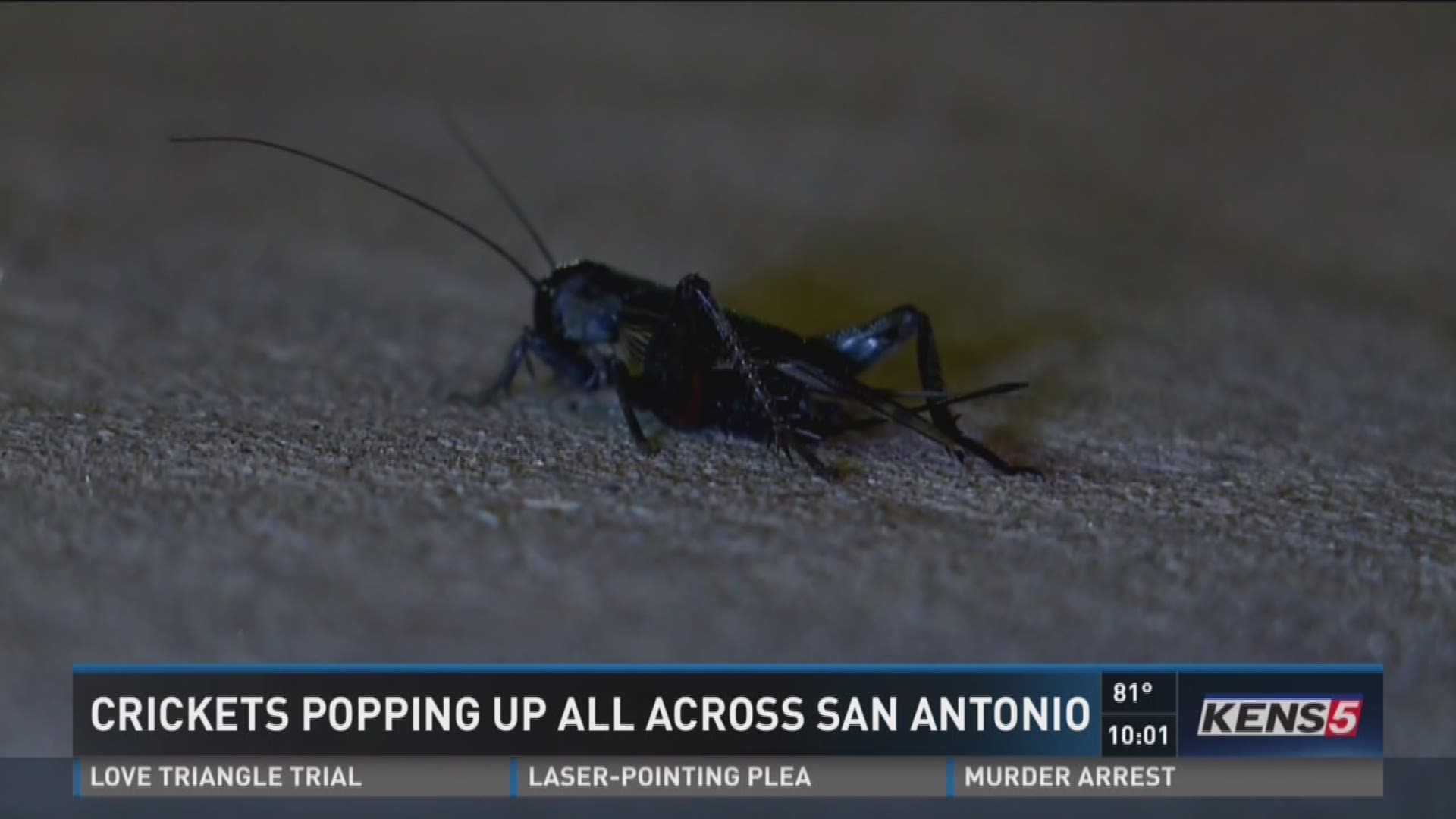 Crickets invade San Antonio, causing possible health hazard
