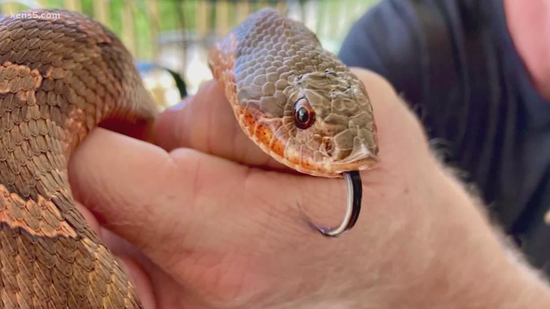 Video of a venomous snake caught in New Braunfels this week is getting a lot of attention. Hill Country Snake Removal gets multiple calls per week about sightings.