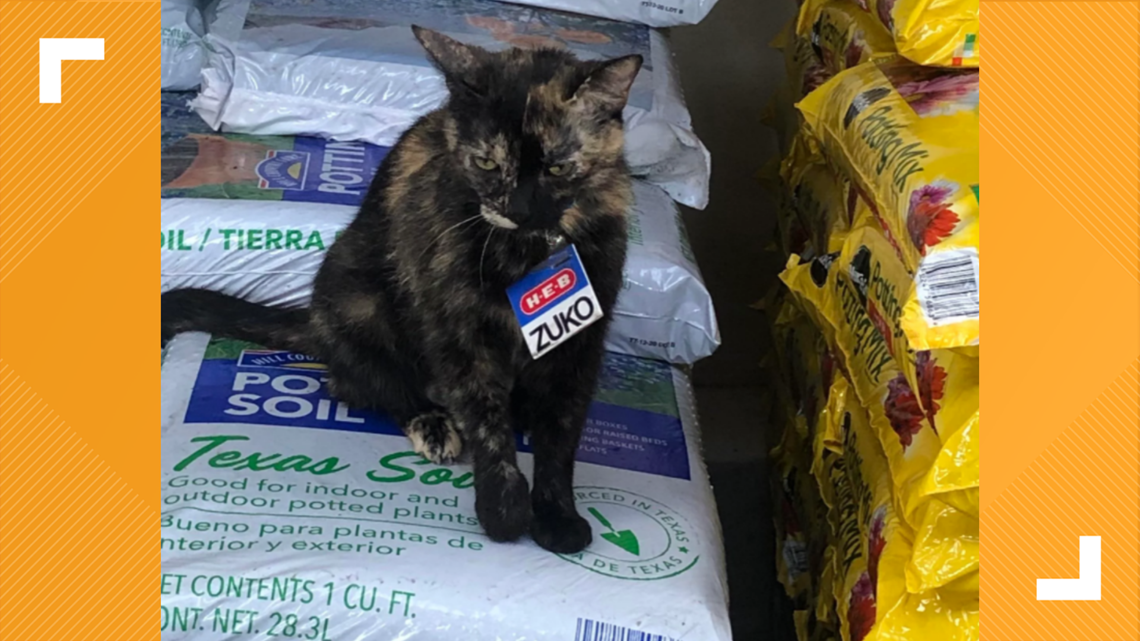 This Cat Named Zuko Apparently Works At This San Antonio H-E-B | Kvue.com