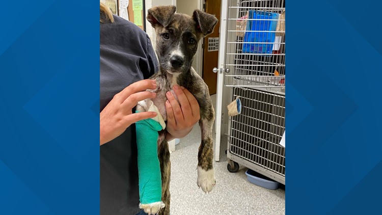 Kerrville puppy suffered multiple fractures after being thrown against wall, now needs home