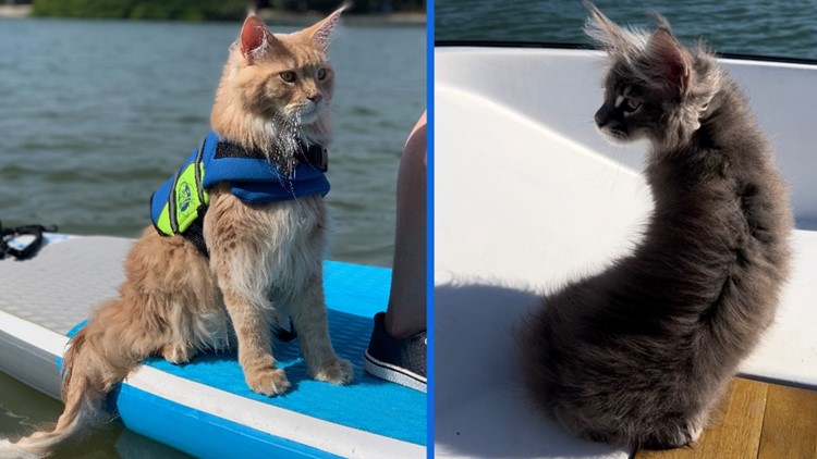 Who says cats can't swim! Meet two kitties living the best of their nine lives