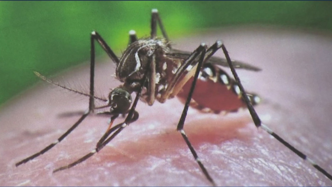 Austin Public Health trapping more mosquitoes than normal - Vimarsana News