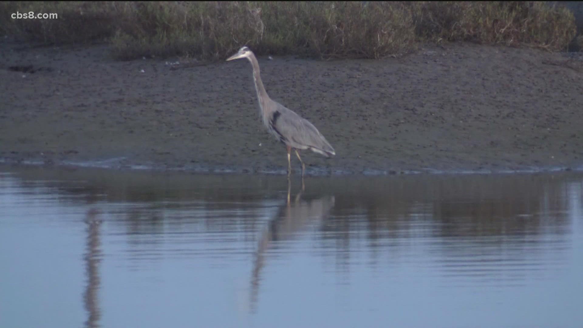 The cleanup organization is not seeking volunteers, but people interested in being trained as volunteers can do so at the Cal Spill Watch website.