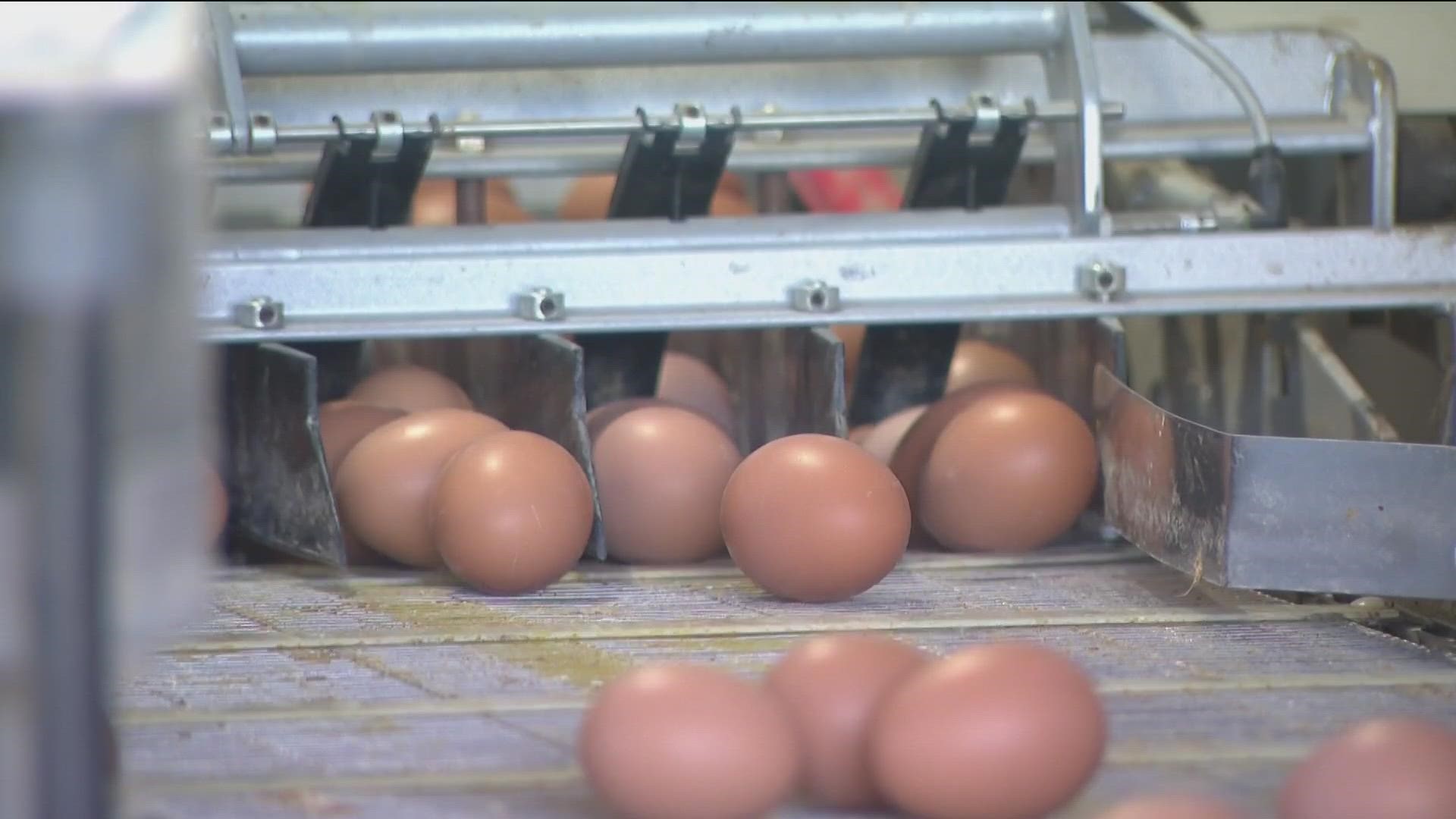 What to Know About the Egg Shortage and Misinformation - The New